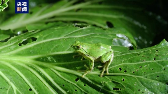 重庆雪宝山保护区首次发现二级保护<em>动物</em>巫溪树蛙
