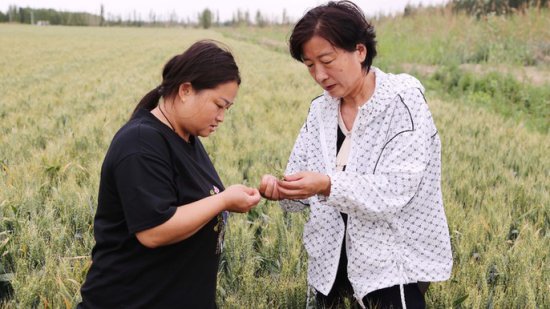 新疆和硕：送良方保丰产 和硕县7.63万亩小麦丰收在望