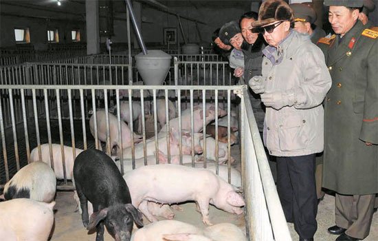 韩媒：朝鲜倾注心血养猪 因金正日称猪肉“最赞”