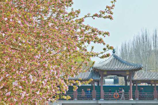 走<em>到哪儿都能</em>看到花团锦簇！北京公园赏花片区达132处