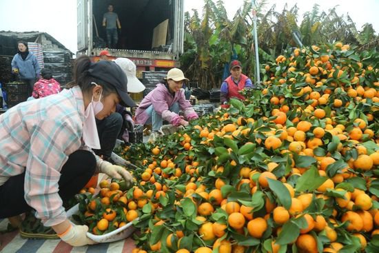 西乡塘区：合力发展柑橘产业 唱响乡村振兴曲