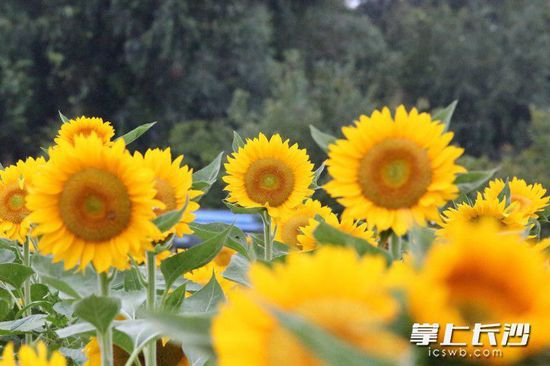 爱上身边的花草树木 湖南省科普活动在省植物园启动