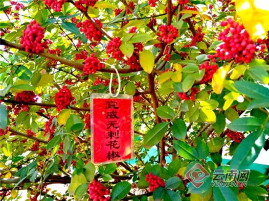 无刺花椒在宣威培育驯化成功 已在云南省推广种植两万多亩