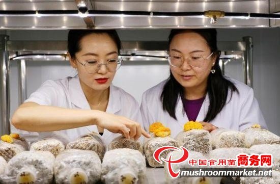 甘肃省高原羊肚菌“全季”出菇 最高种植海拔高达4000米