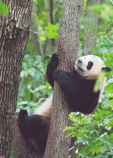 长知识！大熊猫是<em>怎样取名</em>的？