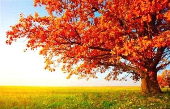 深秋到了，关于秋天的诗词，总有一句打动你，会留在记忆的深处