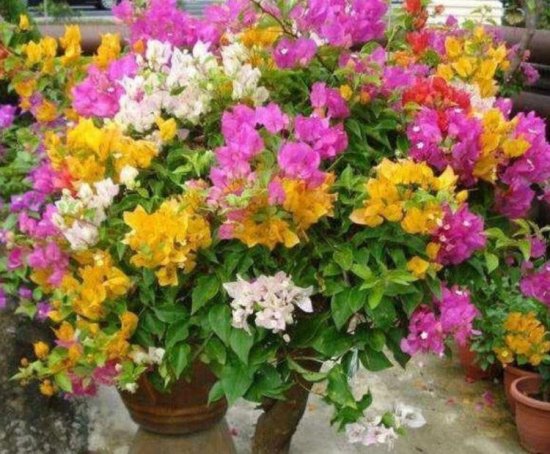 养花就养4种花，盆盆开出“五彩花”，谁见了都想养，你呢？