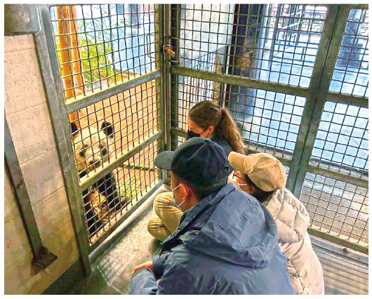 旅居美国的大熊猫“<em>丫丫</em>”将回国，身体状况如何？