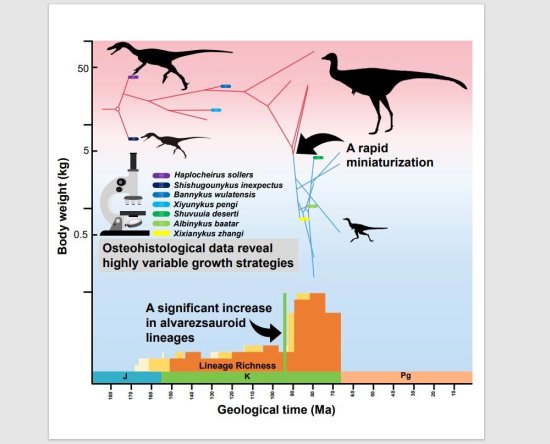 不寻常<em>的恐龙</em>迅速缩小到鸡的大小 因为它们食性大变
