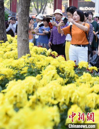 福州西湖金秋菊花展开展 吸引市民及游客观赏