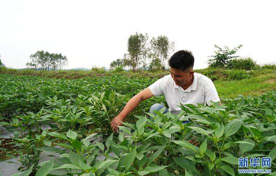 来宾兴宾：深耕现代农业 赋能乡村振兴
