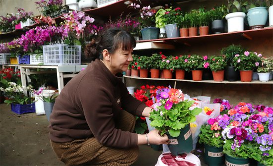 新疆和硕：花开富贵迎新春 花卉市场掀热潮