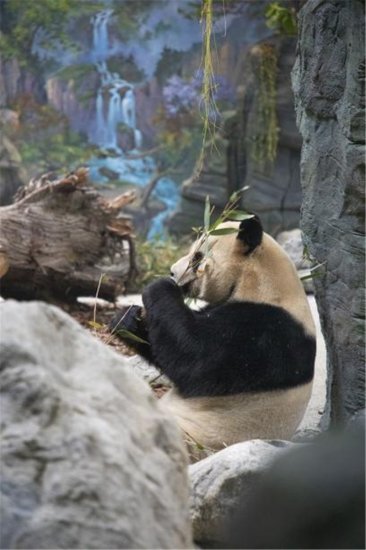 熊猫谷第一座综合性兽舍“回归产房”正式对外开放