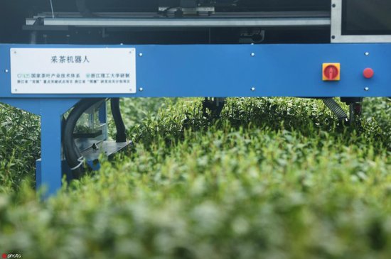 <em>浙江杭州</em>AI采茶机器人开采明前西湖龙井茶 成为一道新风景