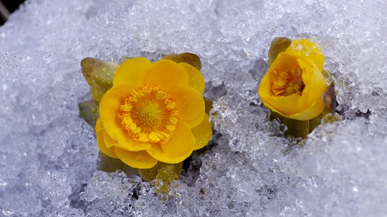 你见过破冰而出的花吗？