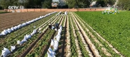 万亩萝卜喜获丰收 规模化种植促增收