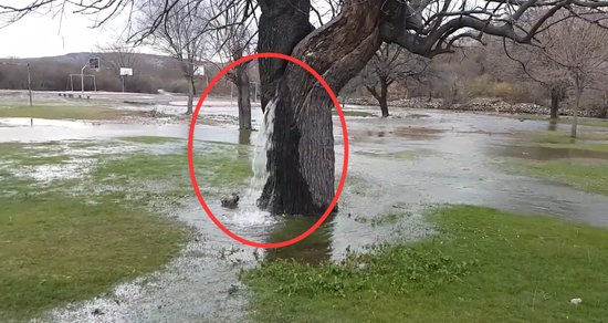 一棵会“喷水”的百年老树，<em>几十年</em>不停在喷水，水是怎么出来的...