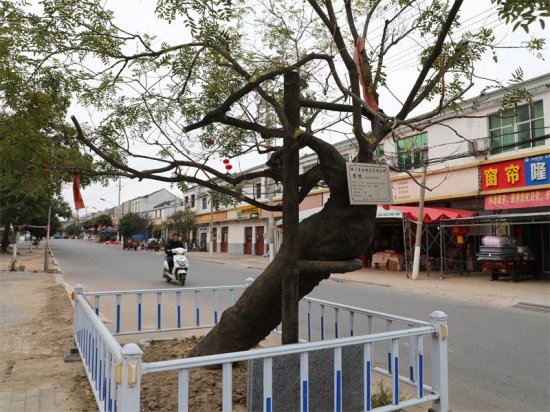 徐州睢宁有棵600多岁古槐，当地称“龙腰”
