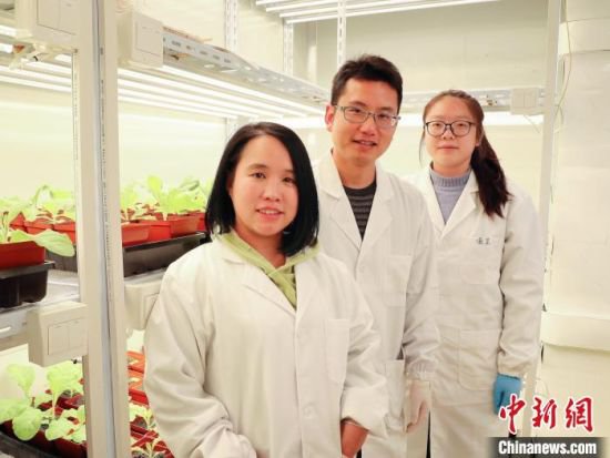 有助增加植物碳汇 中国科研人员揭开叶绿体“转录奥秘”