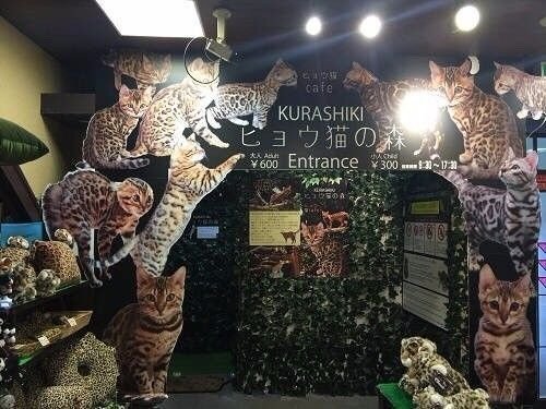 日本有一家豹猫<em>主题咖啡店</em>，原始森林的<em>装修风格</em>！好想去！