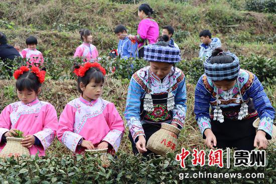 <em>贵州望谟</em>：千年古茶树下的原生态茶文化