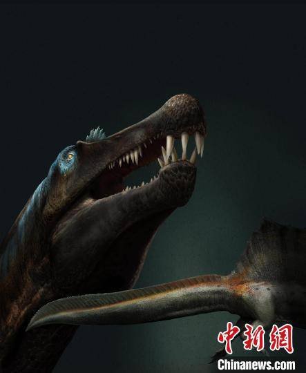 最新化石证据表明，<em>棘</em>龙或是一类非常适合水中生活的恐龙