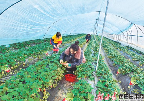 游客在西和县杜彩霞<em>种</em>养殖合作社奶油草莓<em>采摘园</em>采摘草莓