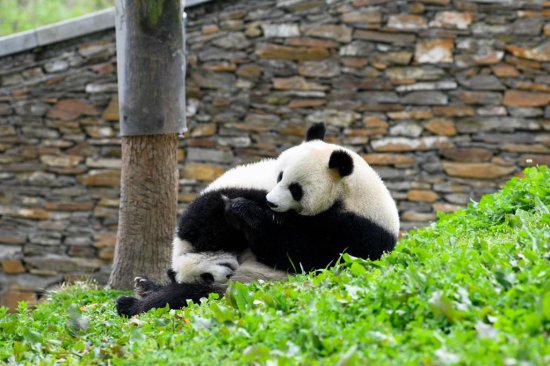 中国大熊猫保护<em>研究中心</em>已做好准备迎接“福宝”回家