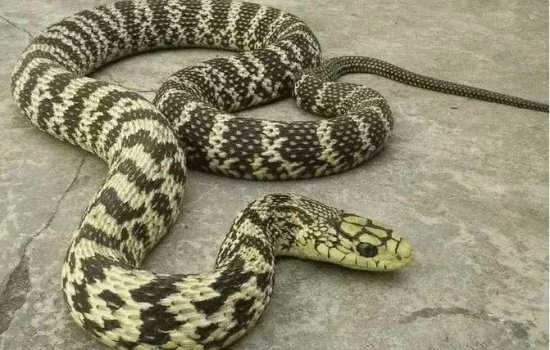 中国“超牛”的无毒蛇，可吞食五步蛇，或许只有眼镜王蛇能抗衡