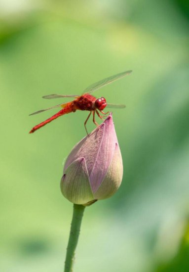 十三首有关蜻蜓的<em>诗词</em>，飞舞在夏日的精灵，你喜欢吗？