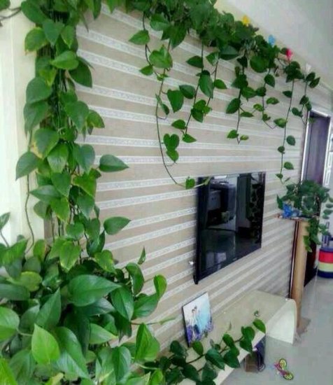 绿萝养成了精，爬的客厅墙上到处是，您觉得这样好吗？