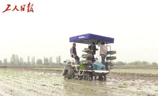 南疆种水稻，“机器换人”省时省工高效
