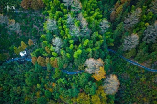 安吉有个国内唯一的森林公园，50000多棵金钱松实属罕见