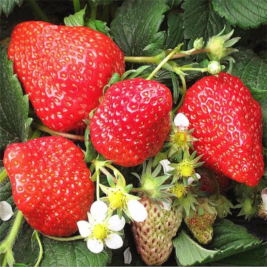 这种<em>草莓</em>，<em>四季</em>结果，营养价值高，适合盆栽，好吃又漂亮
