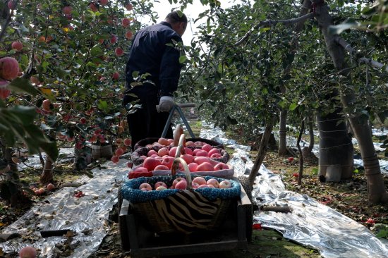 果农种7年苹果出售超20万斤<em> 自己却没吃</em>过一个好的