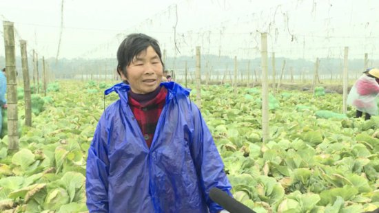 在外从事<em>蔬菜贸易</em>的汉寿夫妇回到村里，带领乡亲们种菜致富