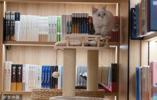 <em>北京：领养</em>退役种猫做“店员” 新华书店首家宠物主题书店亮相