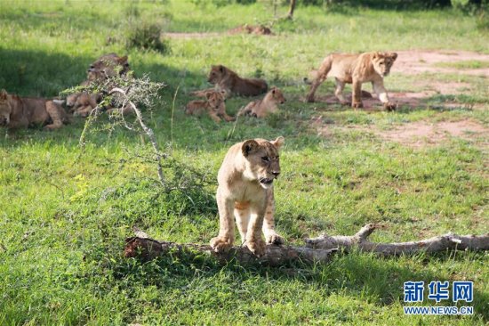<em>狮子和</em>犀牛重现卢旺达阿卡盖拉国家公园