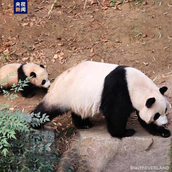 在韩国出生的大熊猫双胞胎“睿宝”“辉宝”4日起与公众见面