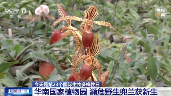 华南国家植物园濒危野生兜兰获新生