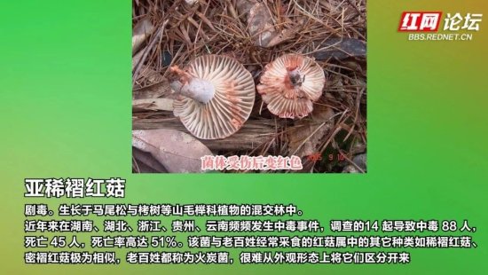 美味<em>红色</em>警报来袭：湖南<em>常见的</em>毒蘑菇你见过哪些？