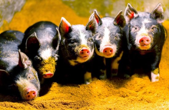 日本一教授拍摄小猪<em>照片 免费</em>供人们<em>制作</em>猪年贺年片使用