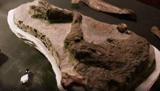美国发现一条较完整<em>恐龙</em>腿，或死于致<em>恐龙灭绝的</em>行星撞地球当天