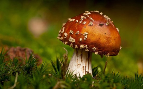 秋季吃蘑菇有讲究
