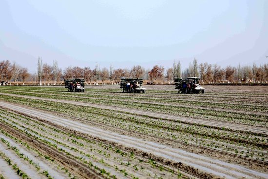 新疆阿拉尔市：广袤田野耕种忙 现代机械跑出“加速度”