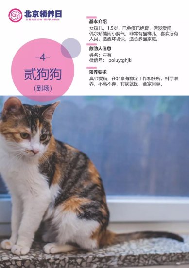 【邀请函&预览】猫の回家路-<em>北京领养</em>日Mini
