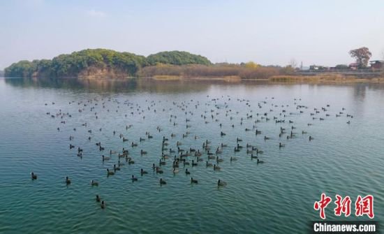 数百只野生白骨顶鸡“落户”江西乡村水域越冬