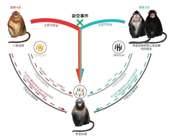 中国科学家解开黔金丝猴<em>的起源</em>之谜