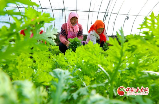【开好局 起好步】甘肃甘州：早春大棚蔬菜生产忙