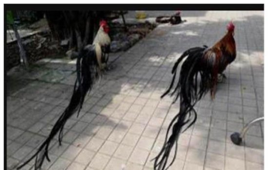 世界上尾巴最长的<em>鸡</em>，拖在地上像婚纱，有人出3万被主人拒绝
